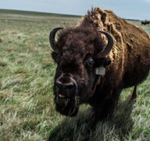 Buffalo