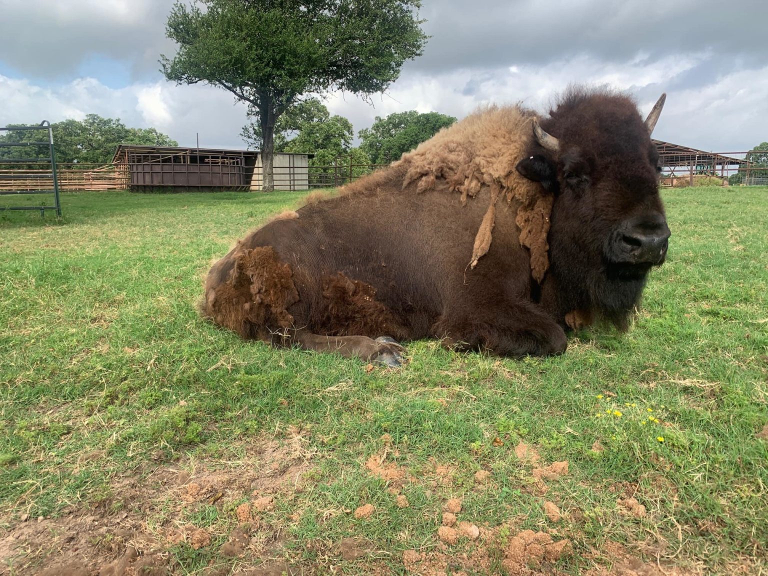 Important Lessons We Learned About Bison - Rocky Mountain Bison Association