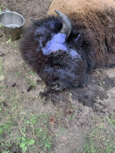 A sedated bison